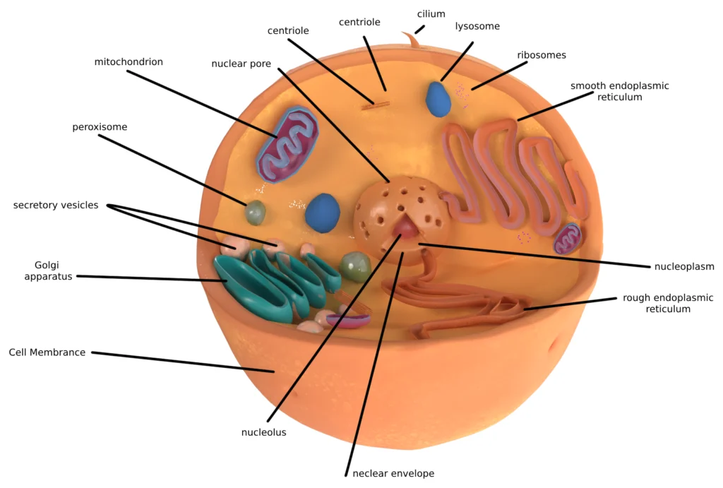 animal cell labeled diagram